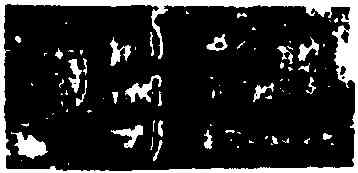 牛,簡牘,書法字典